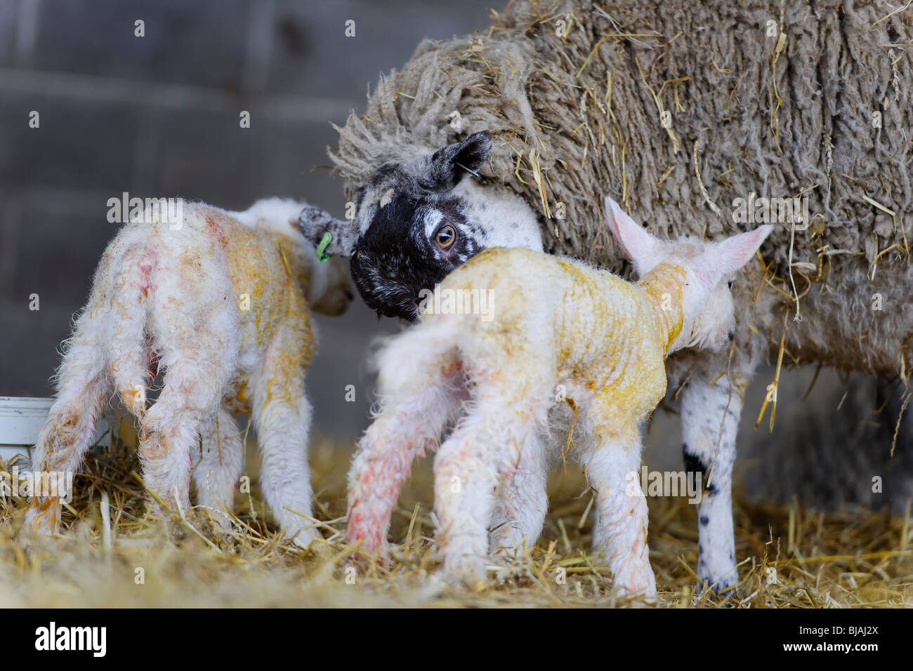 New Born Lambs Stock Photo