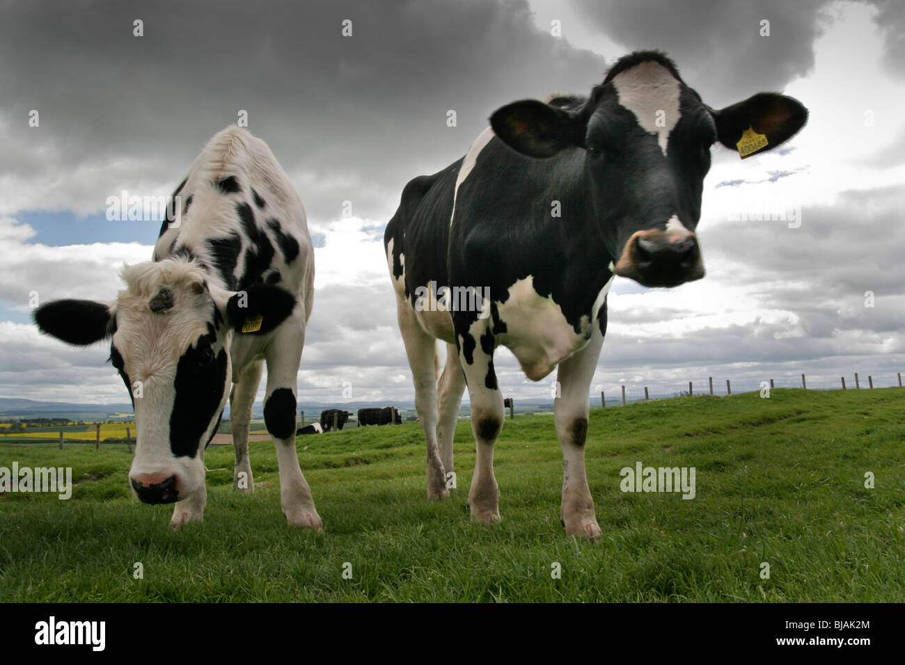 Cows field black white hi-res stock photography and images - Alamy