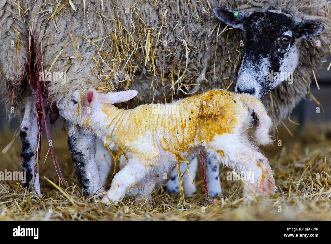 New Born Lamb Stock Photo
