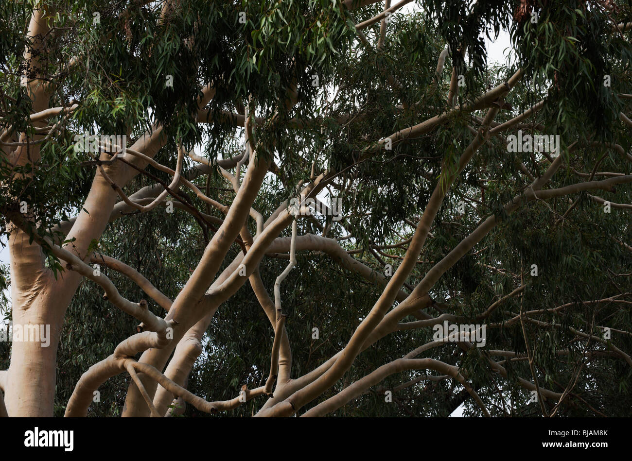 Lemon scented gum tree (Corymbia Citriodora), Adelaide, Australia Stock