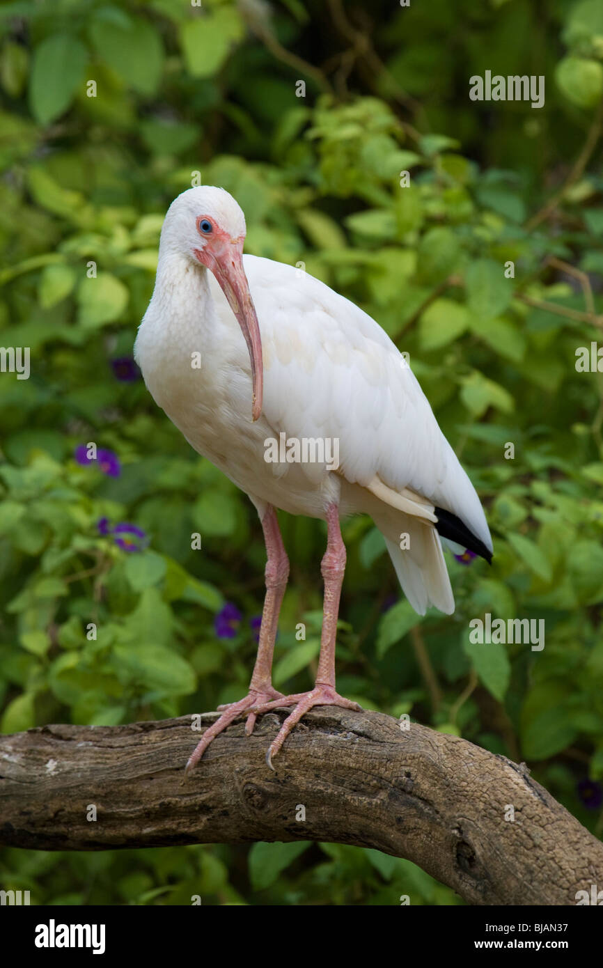 White Ibis Portrait Stock Photo