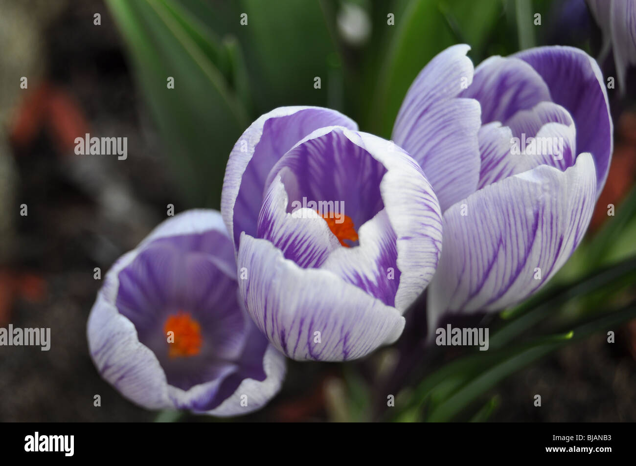 Crocus blooms hi-res stock photography and images - Alamy