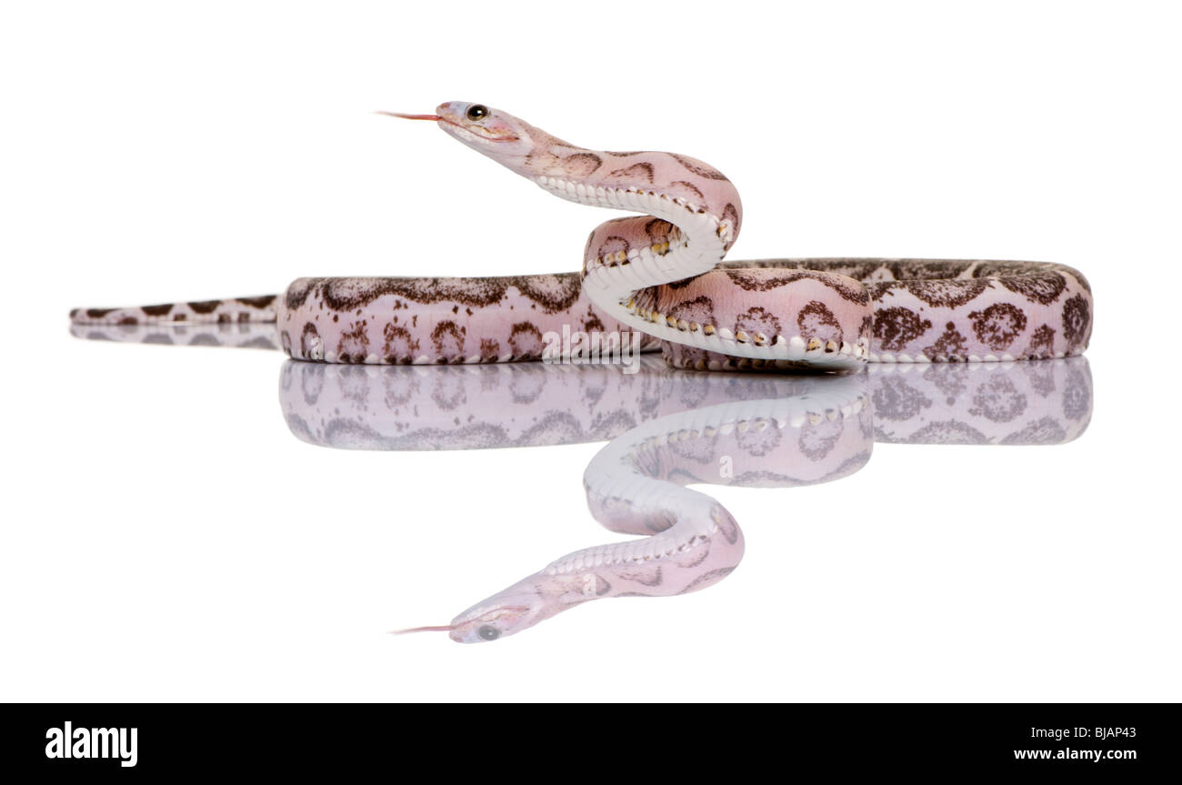 Scaleless Rattlesnake