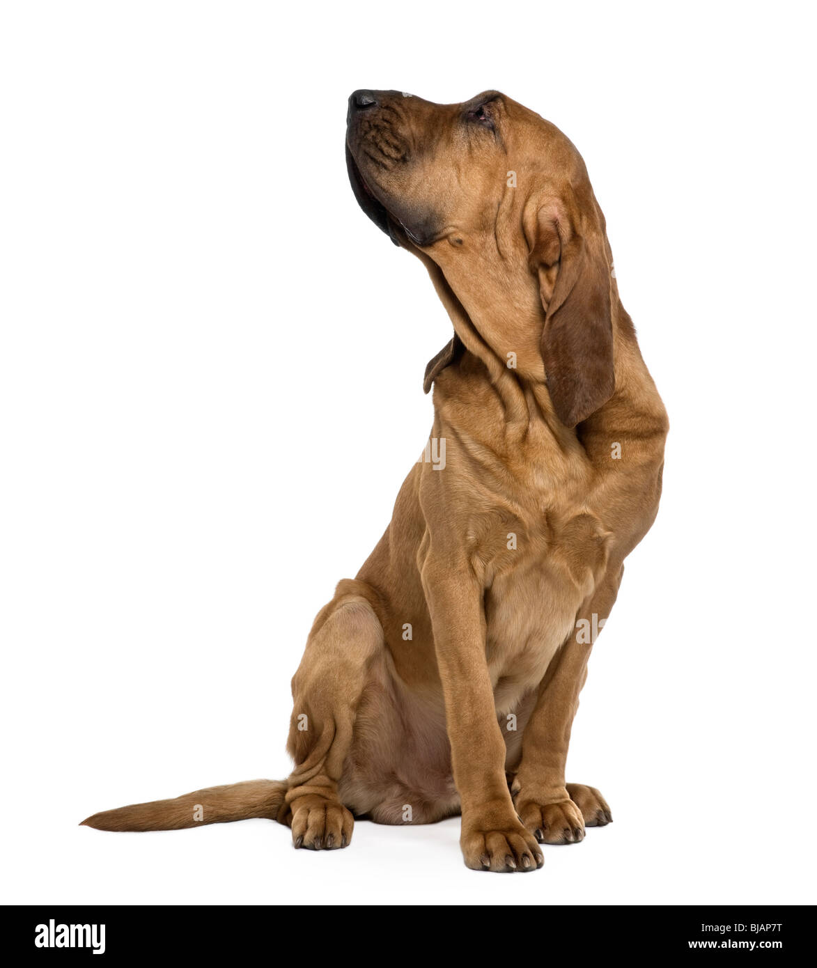 Saint Hubert Jura Hound Wags Its Tail