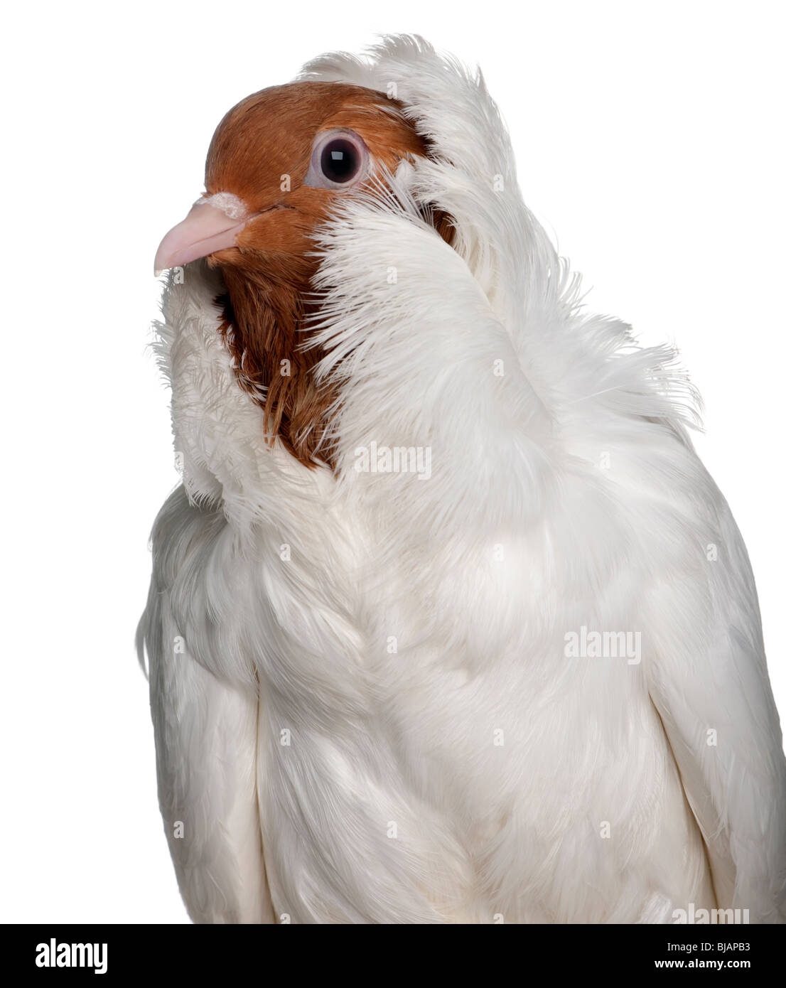 German helmet with feathered feet pigeon in front of white background Stock Photo