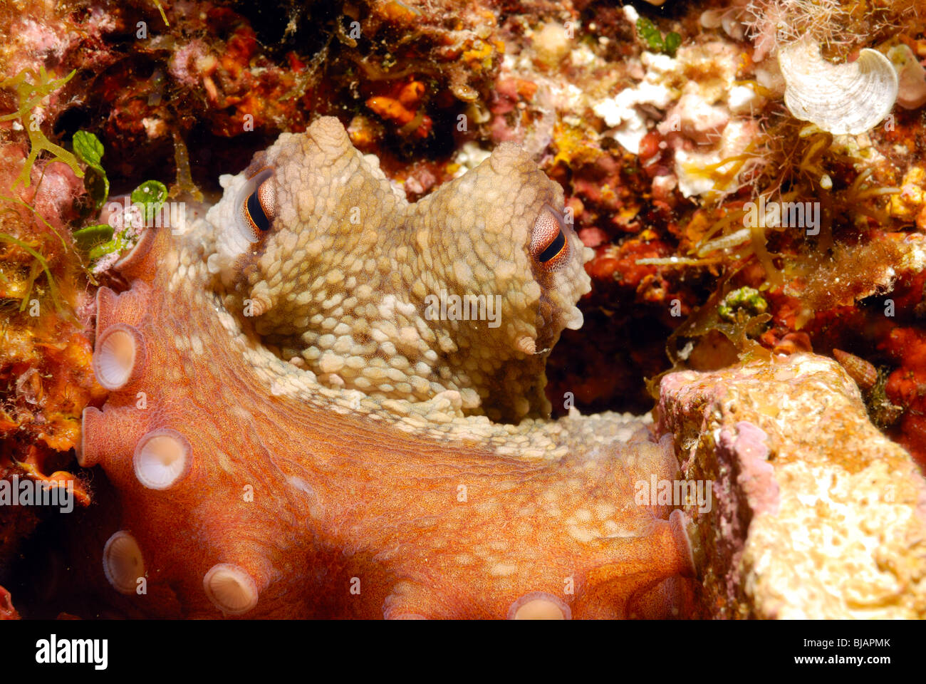 Common octopus hiding in a hole Mediterranean Sea Stock Photo