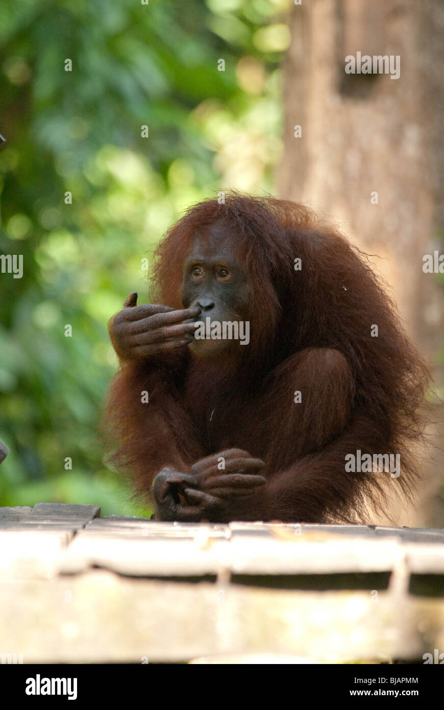 A semi wild Bornean Orangutan (Pongo pygmaeus) at the Sepilok Orangutan Rehabilitation Centre near Sandakan, Malaysian Borneo. Stock Photo