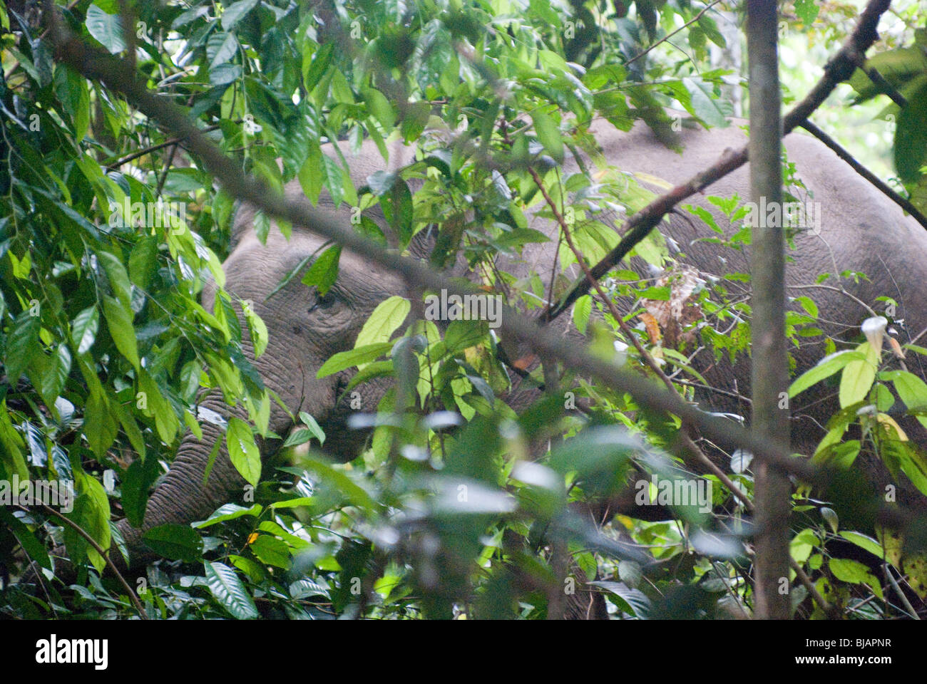 A Bornean (pygmy) elephant (Elephas maximus borneensis), a subspecies