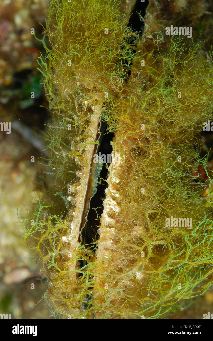 Pen shell in the Mediterranean Sea, South of France Stock Photo Alamy