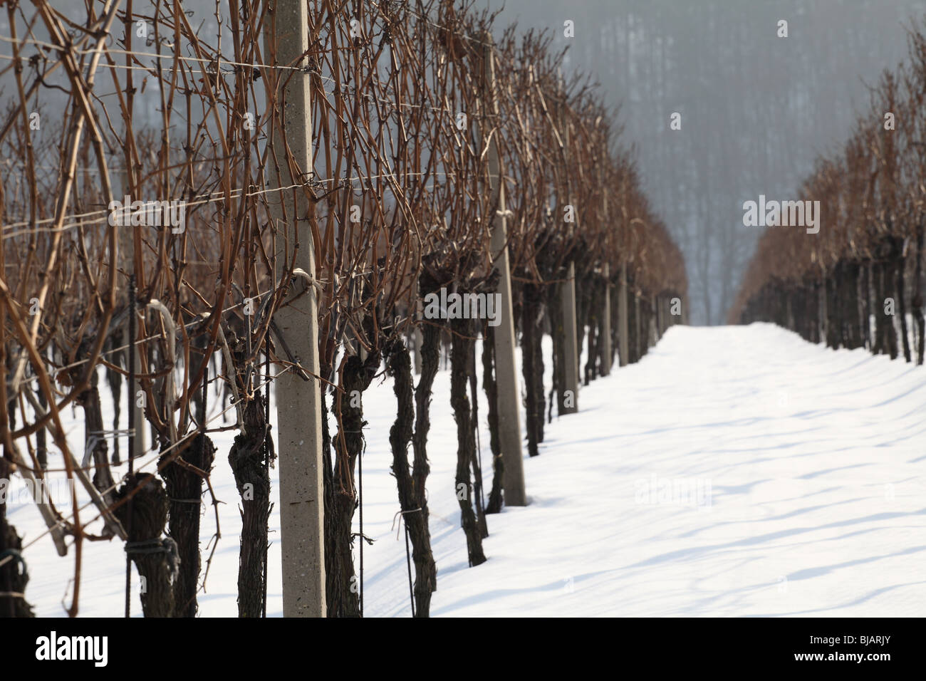 Vineyards near Limbach in winter. Stock Photo