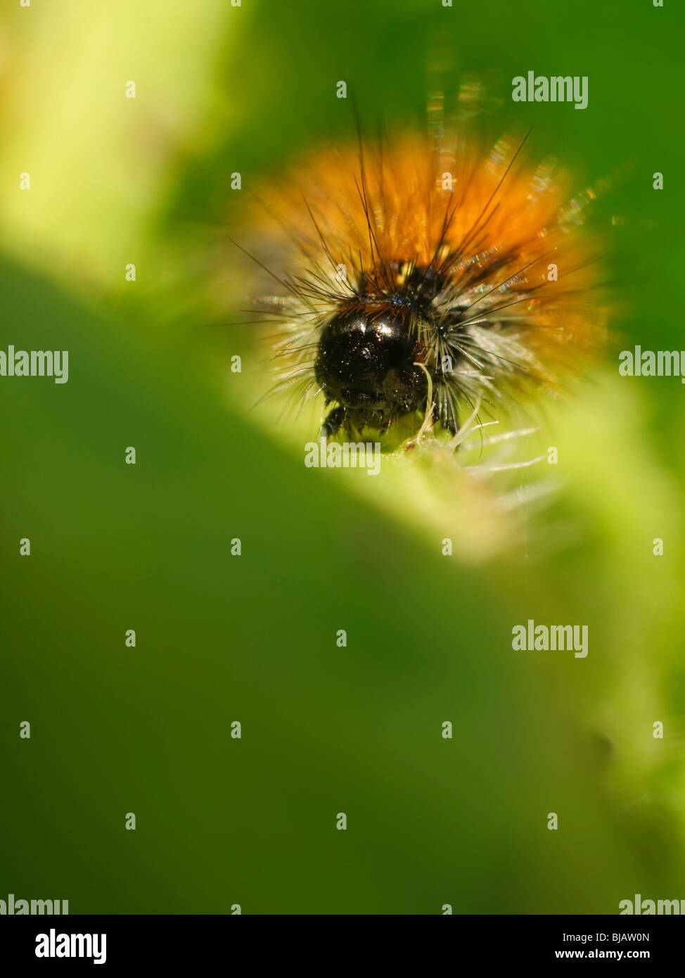 Hairy caterpillar hi-res stock photography and images - Alamy
