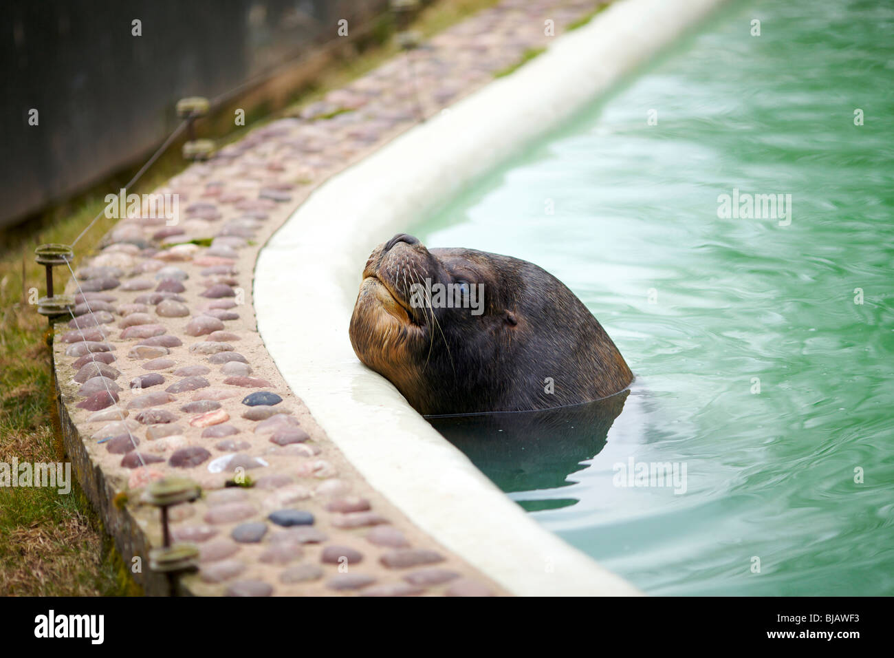 A sealion at Twycross Zoo in Leicestershire UK Stock Photo