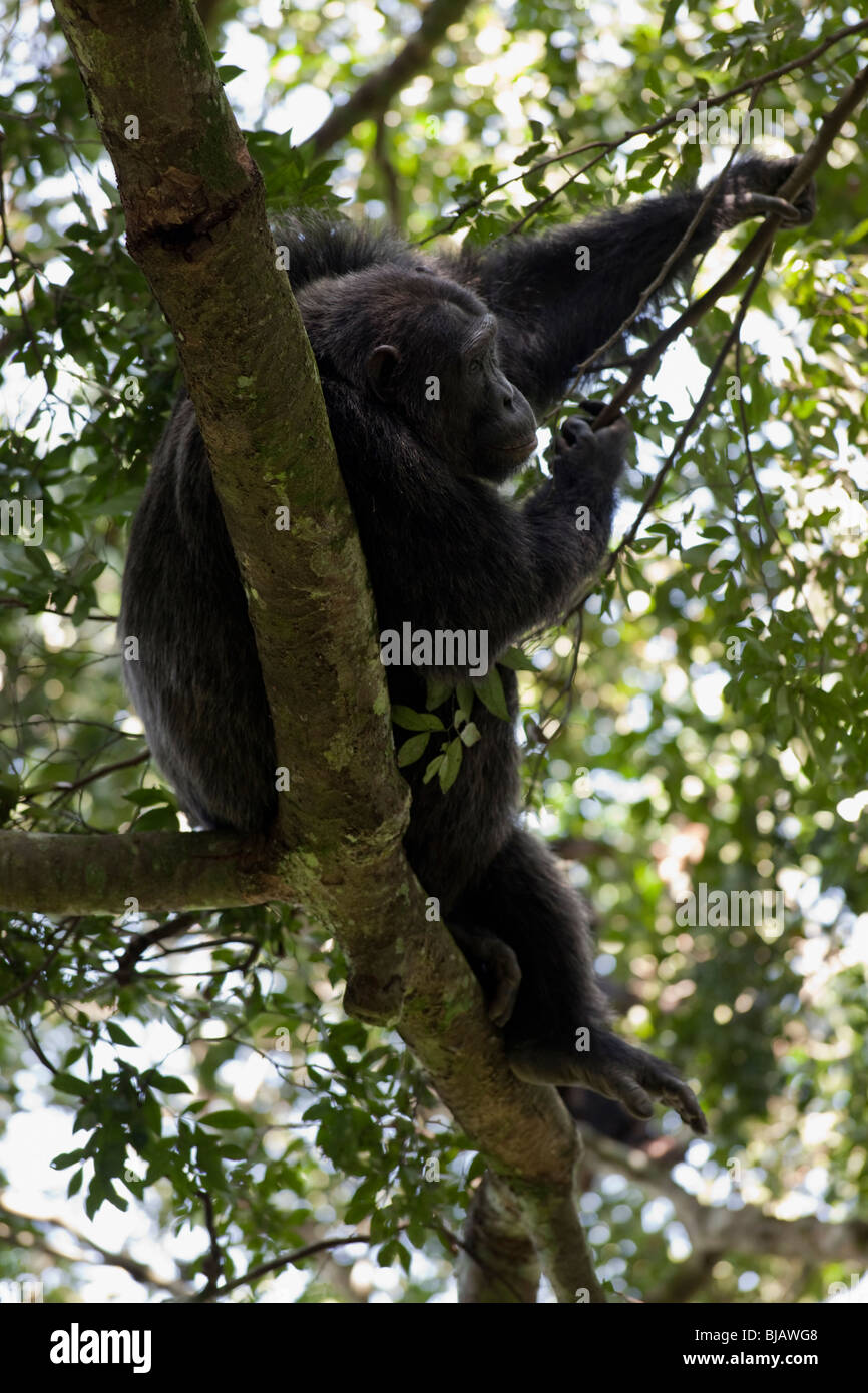 Brutus, alpha-male of the Kyambura troop, resting on a low branch in an iron wood tree Stock Photo