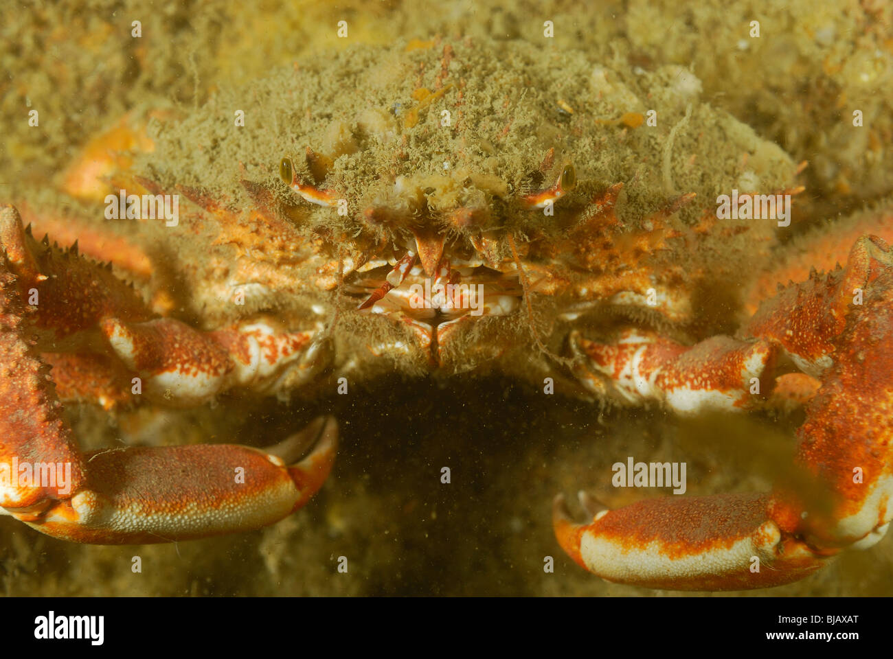 European spider crab on a wreck in Normandy, France Stock Photo Alamy