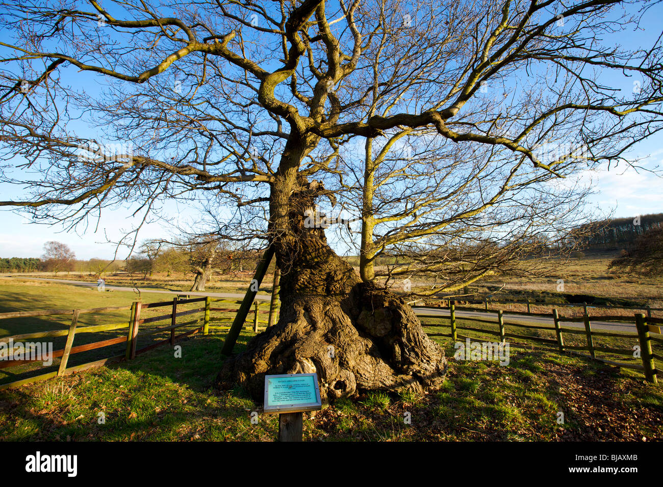 An old oak tree in Bradgate Park near Leicester being propped up and ...