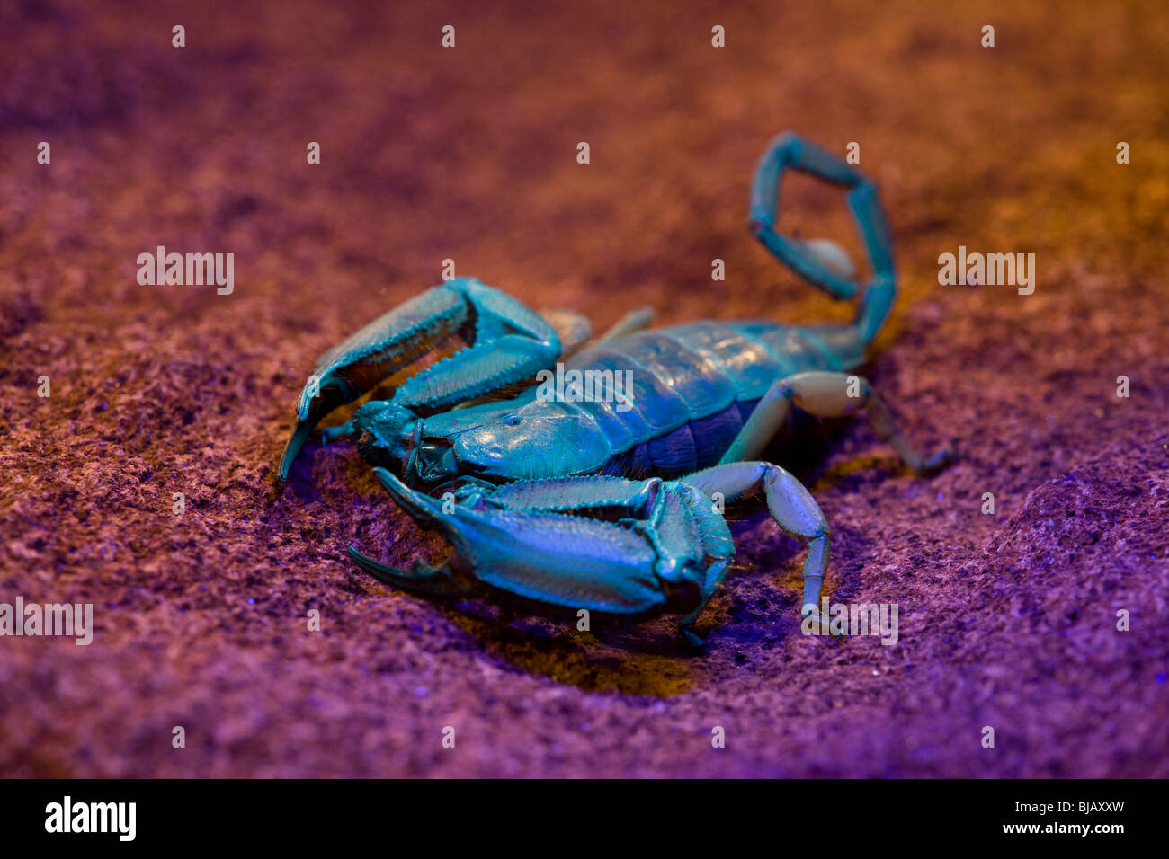 Flat Rock Scorpion (Hadogenes troglodytes) viewed under ultraviolet light Stock Photo