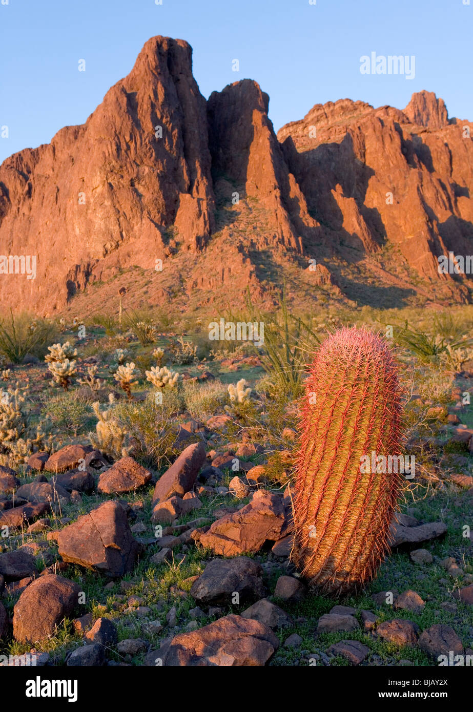 One of the mountain peaks in the Kofa Mountain National Wildlife Refuge at sunset. In the foreground is a fire barrel cactus Stock Photo