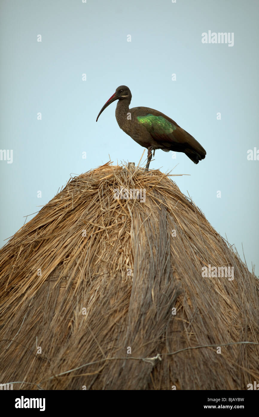 Hadada ibis standing on the thatched roof of the pagoda at the visitor center of Kyambura Gorge, Uganda Stock Photo