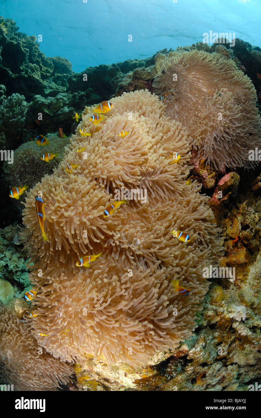 Anemones with twobands anemonefishes off Safaga, Egypt, Red Sea. Stock Photo