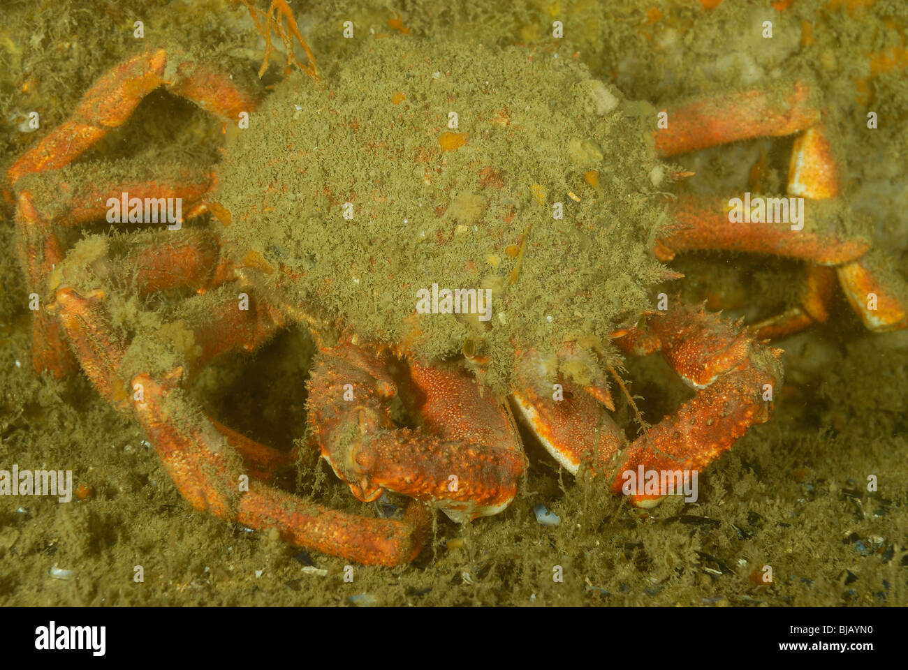 European spider crab on a wreck in Normandy, France Stock Photo Alamy