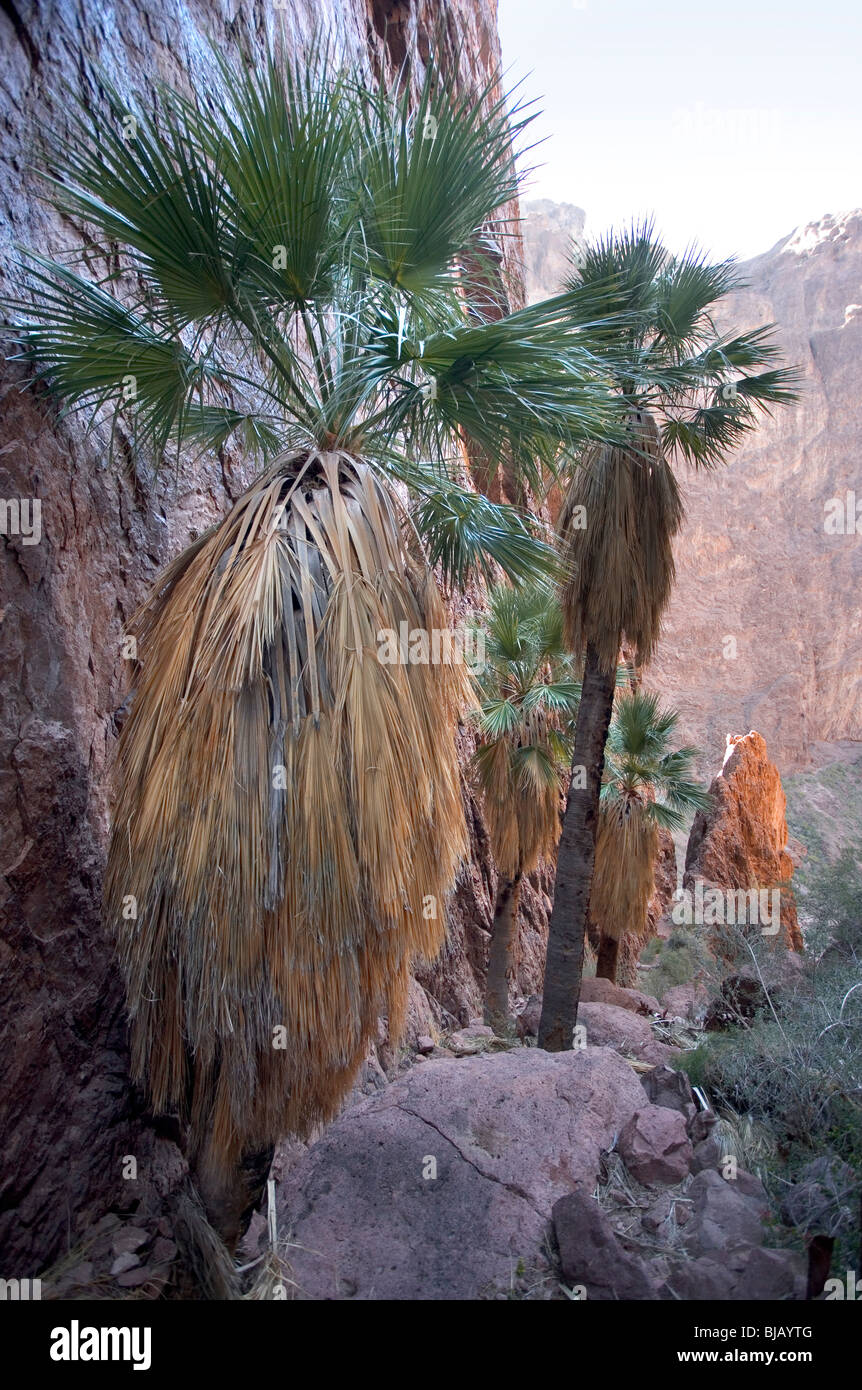 The Palms of Palm Canyon, Kofa Wildlife refuge, AZ. These palms are reported to be one of the last indigenous palms in Arizona. Stock Photo