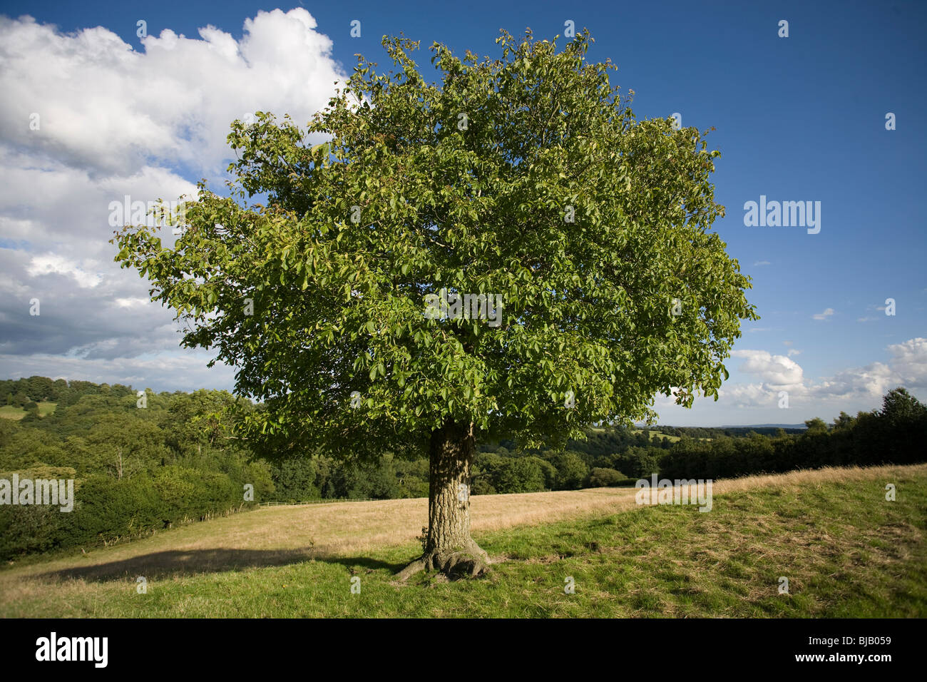 WALNUT TREE (Juglans regia) Sussex, UK. Stock Photo