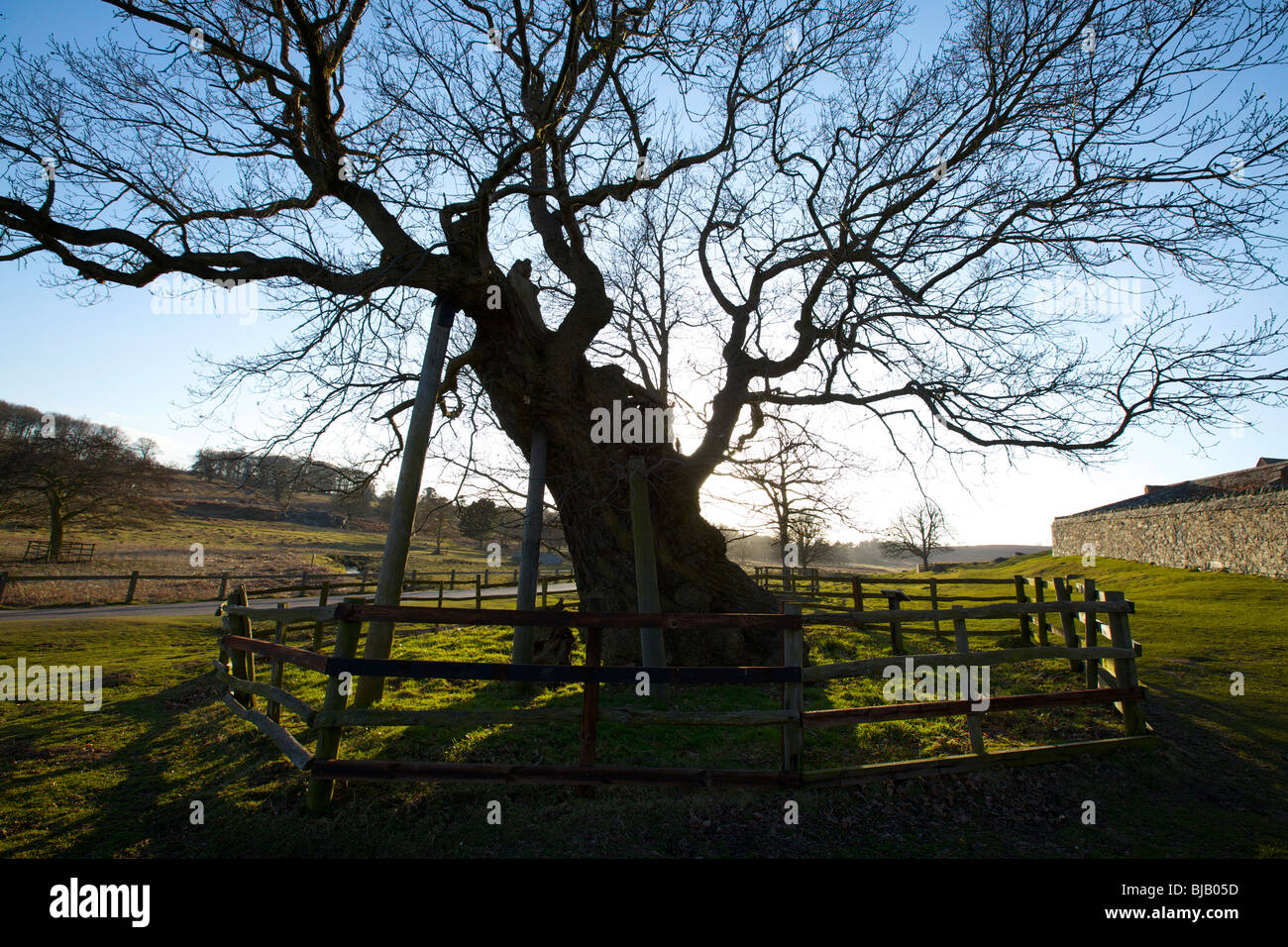 An old oak tree in Bradgate Park near Leicester being propped up and ...