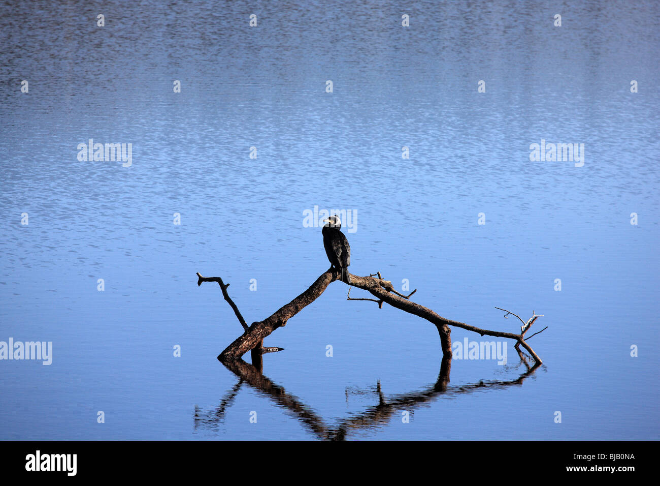Cormorant on a submerged tree branch on Loch Lomond Stock Photo