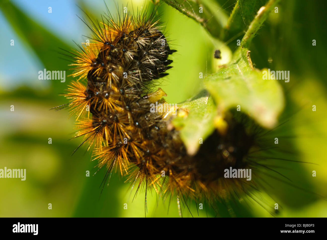 Hairy caterpillar hi-res stock photography and images - Alamy