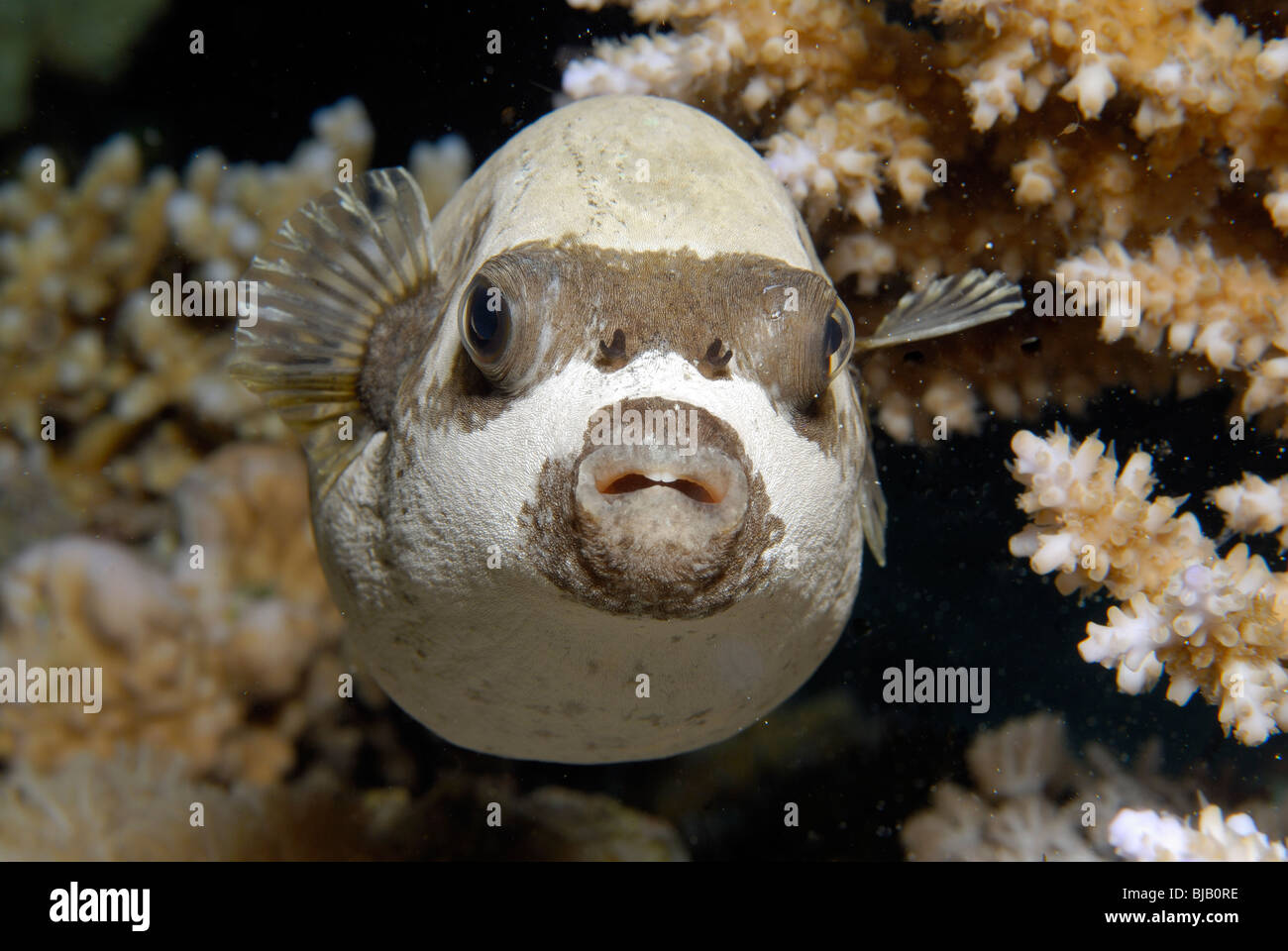 Masked puffer fish in the Red Sea, off Safaga, Egypt Stock Photo