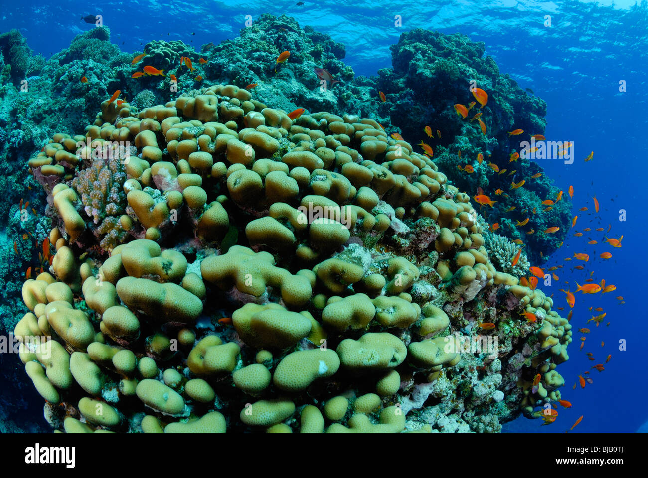 Coral reef off Safaga, Egypt, Red Sea. Stock Photo
