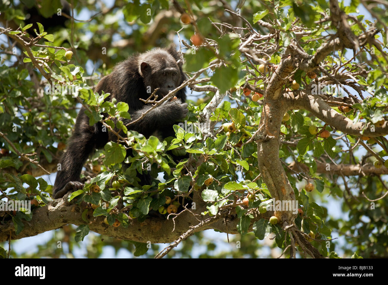 Lumumba, eating figs in a tree way out on the savanna, which he and the chimps crossed on the ground, at great risk of predation Stock Photo