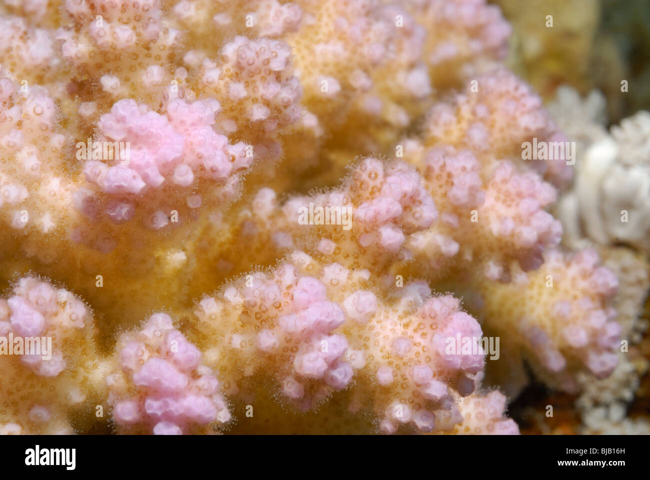 Colony of coral, Red Sea, off Safaga, Red Sea Stock Photo