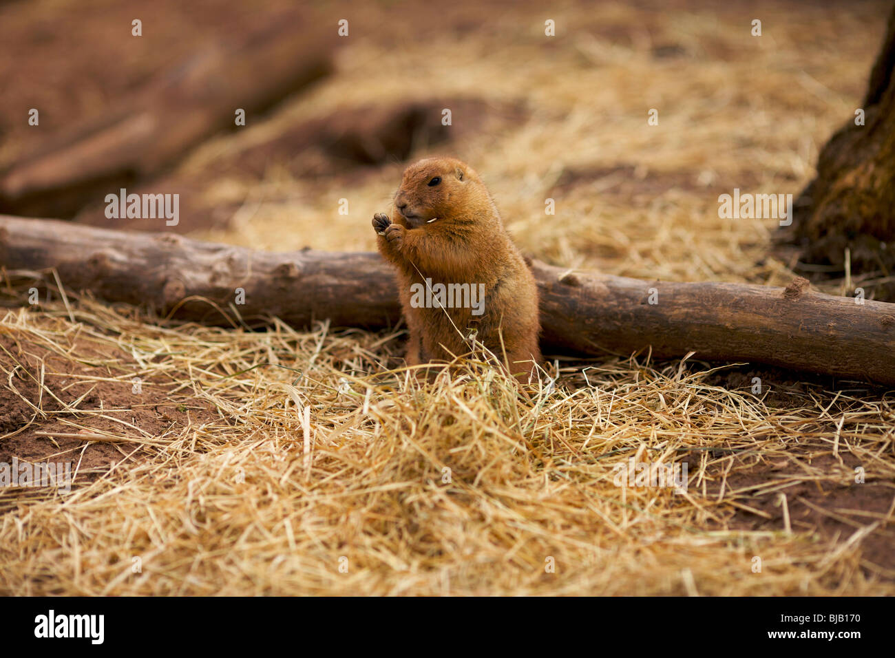 Prairie Dog at Twycross Zoo in Leicestershire UK Stock Photo