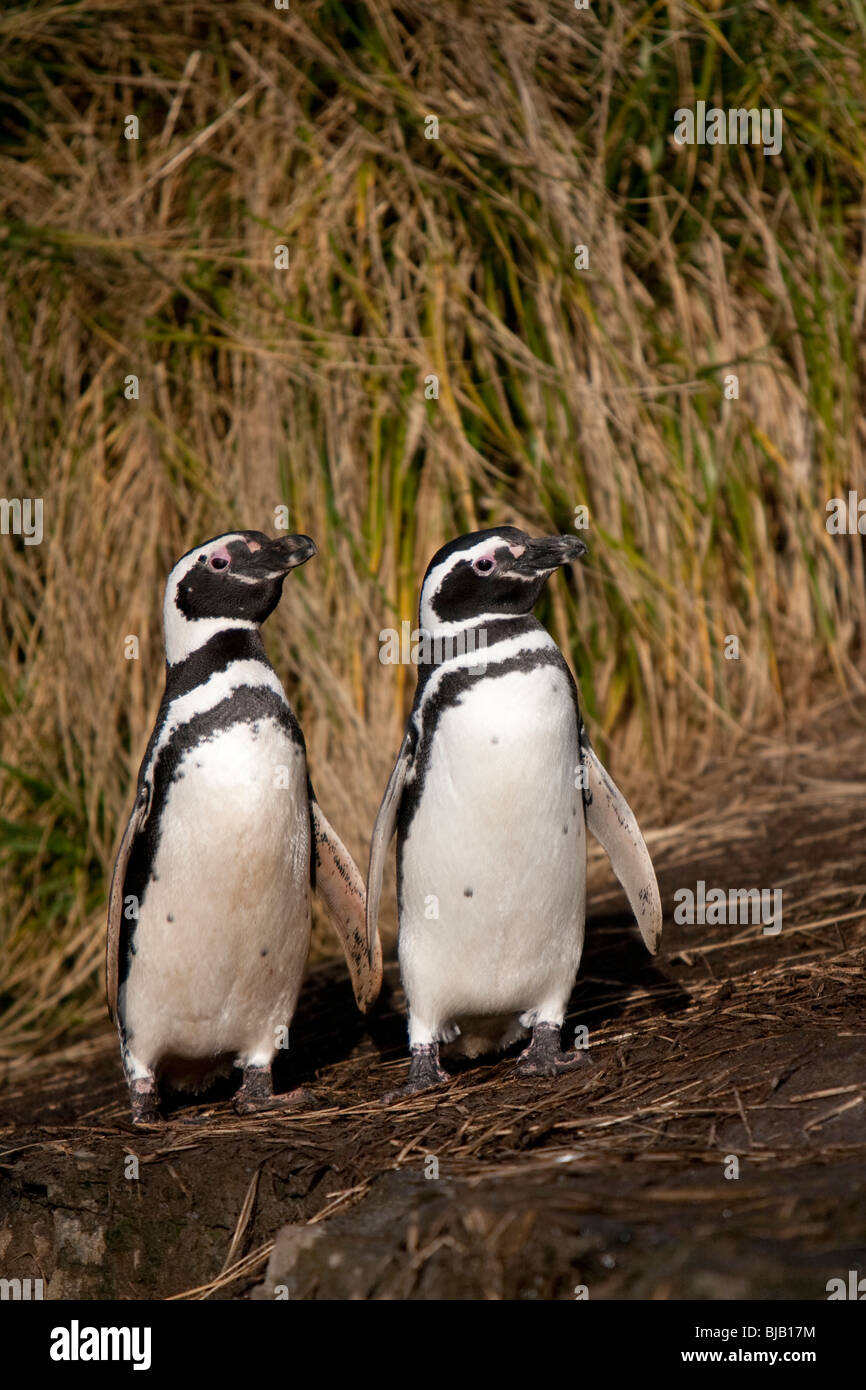Magellanic Penguin Spheniscus magellanicus Magellanpinguin Jackass Sea Lion Island Falkland Islands Stock Photo