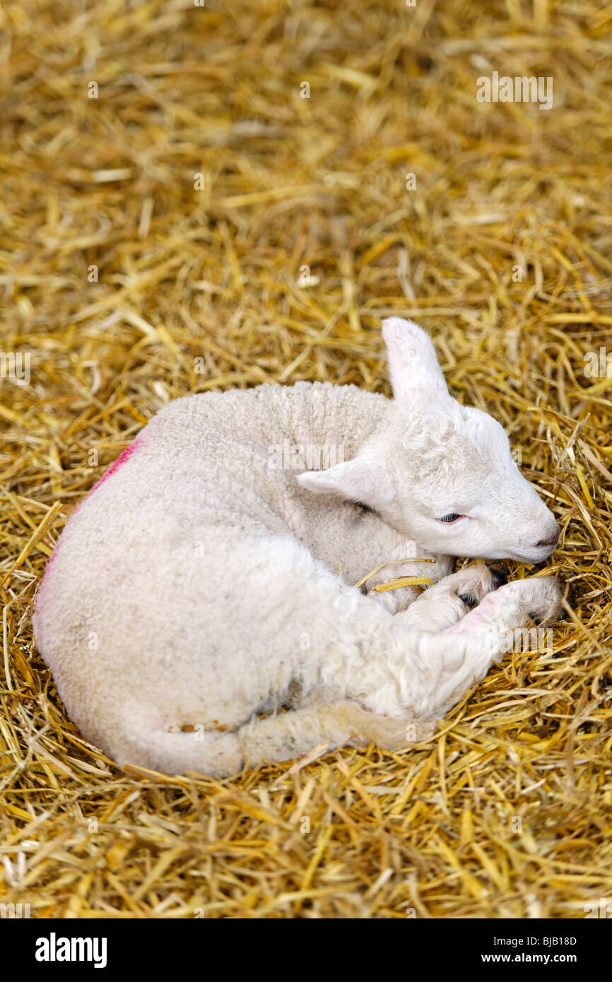 Exhausted New Born Lamb Stock Photo Alamy