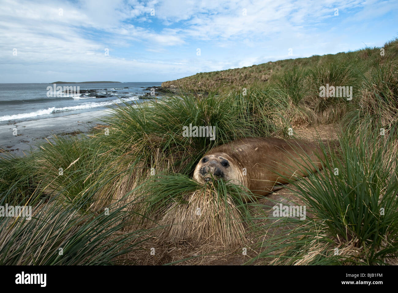 Southern Elephant Seal Mirounga leonina Südlicher See-Elefant Sea Lion Island Falkland Islands female in tussac Stock Photo