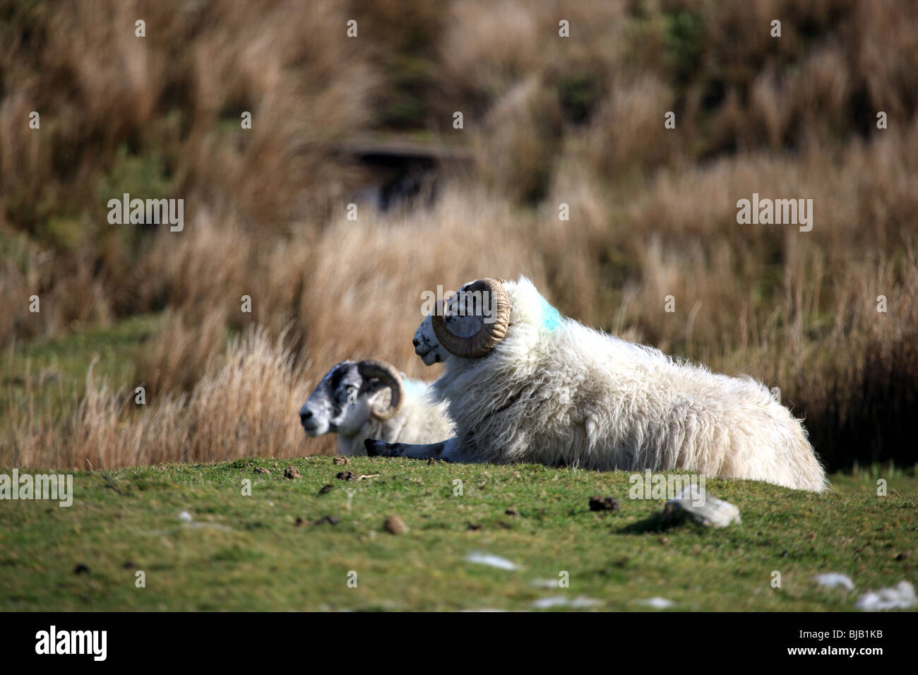 Sheep lying in field enjoying the sunshine Stock Photo