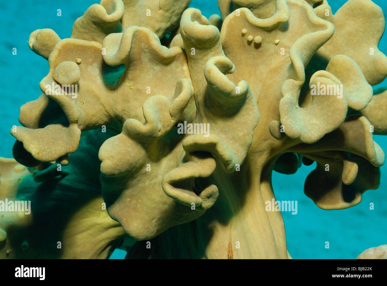 Colony of pectinia alcicornis coral hires stock photography and images