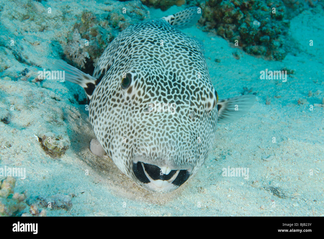 Star puffer in the Red Sea, off Safaga, Egypt Stock Photo