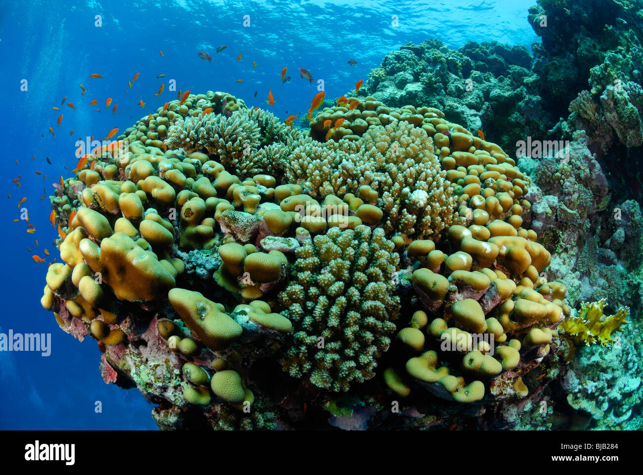 Coral reef off Safaga, Egypt, Red Sea. Stock Photo