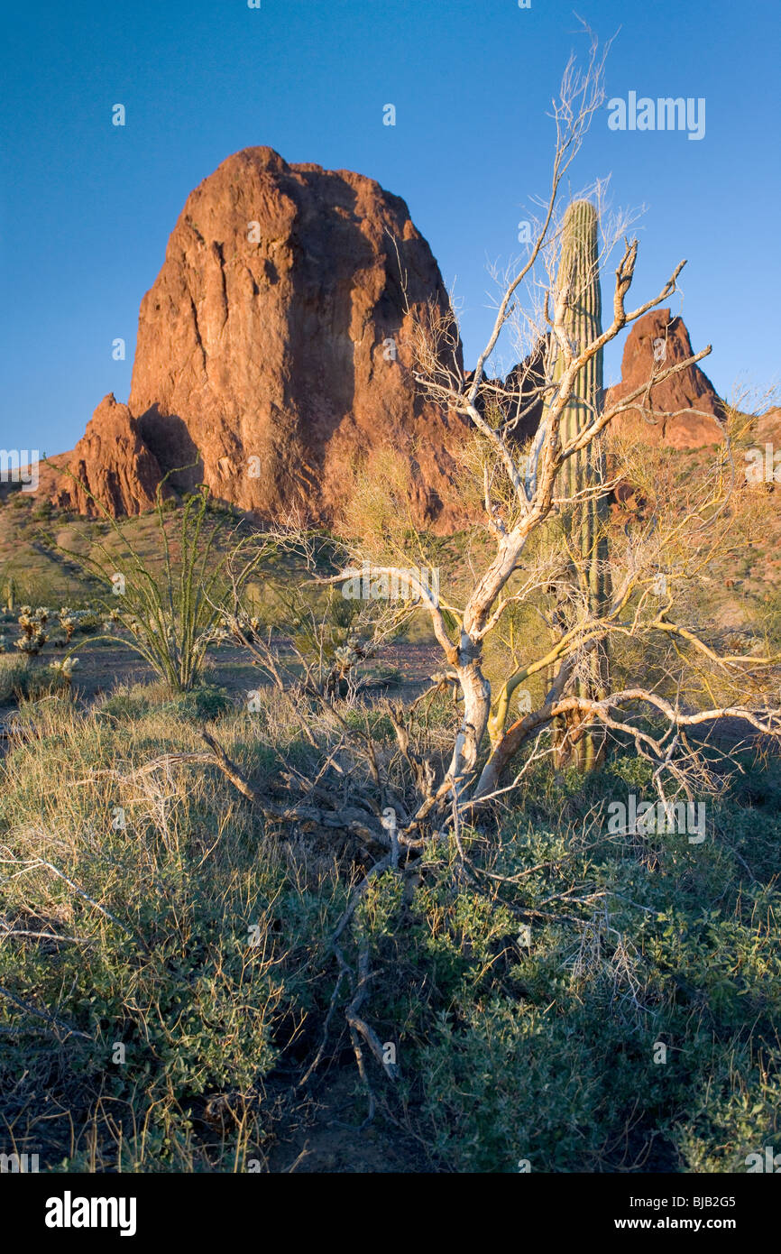One of the mountain peaks in the Kofa Mountain National Wildlife Refuge at sunset. In the foreground are brittle bush plants and Stock Photo