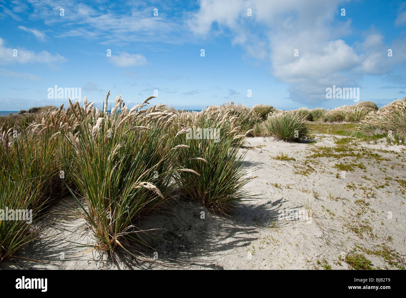 Tussac Sea Lion Island Falkland Islands sand dunes with tussac gras Stock Photo