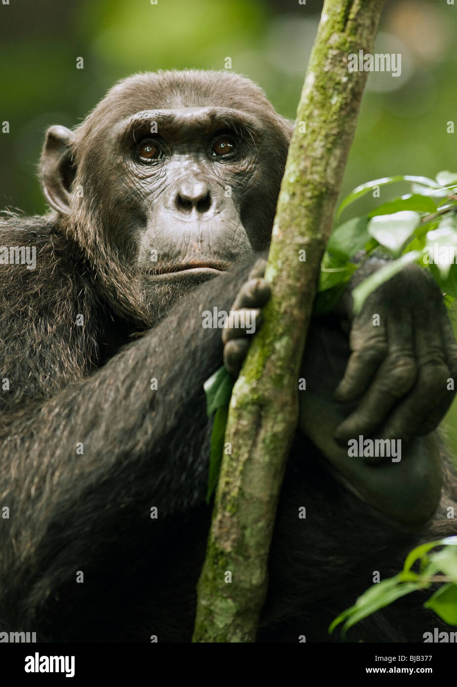 Wild adult beta-male chimpanzee, 'Hatari'. Stock Photo