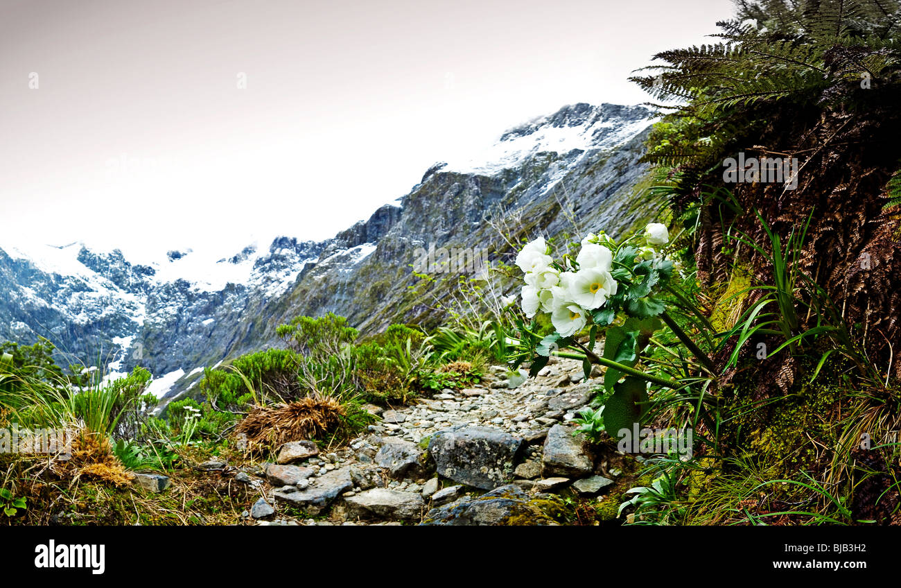 New Zealand, South island, Milford Track, Fjordland NP, Panorama, Mt Cook Lily Stock Photo