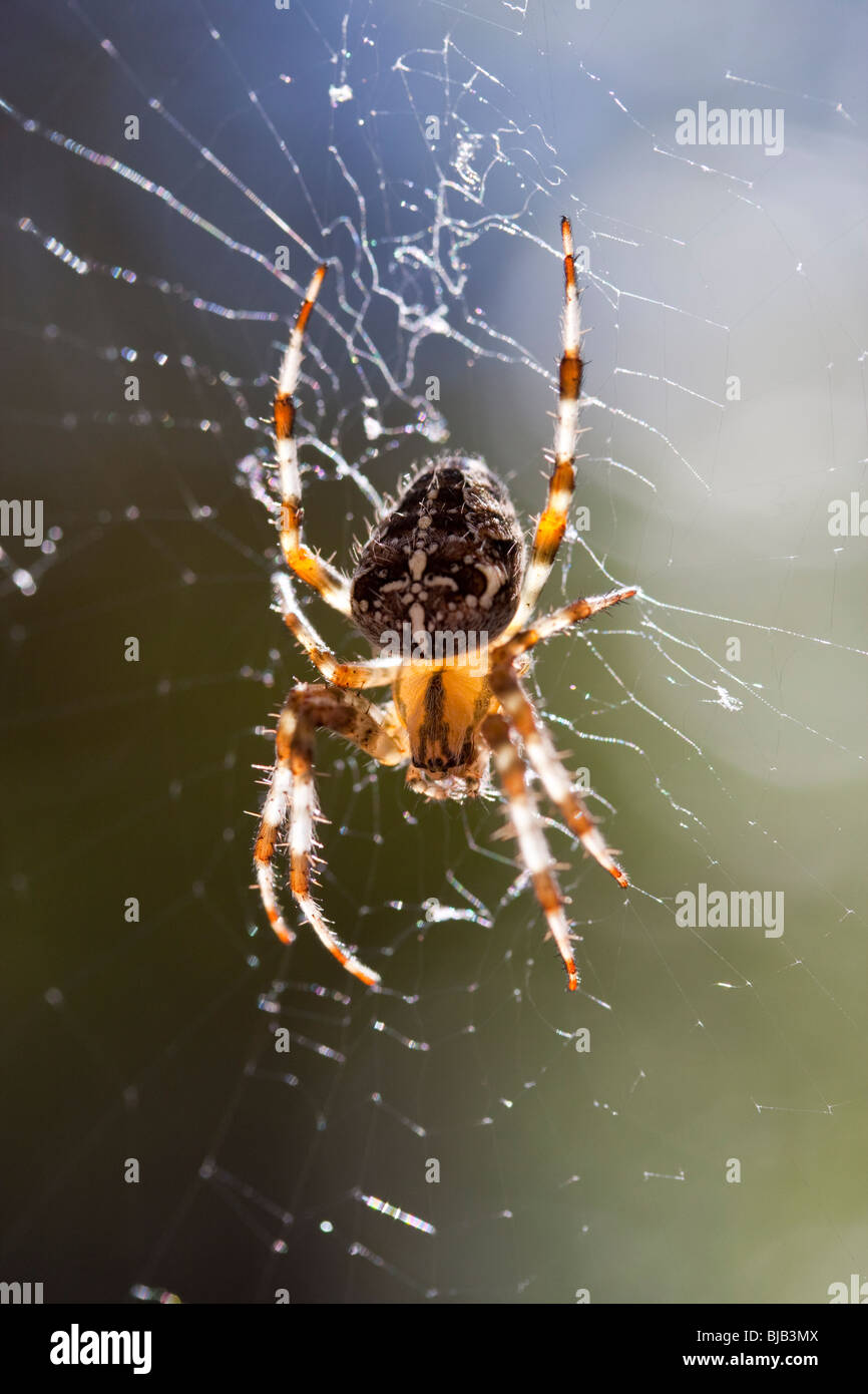 The European Garden Spider Stock Photo - Alamy