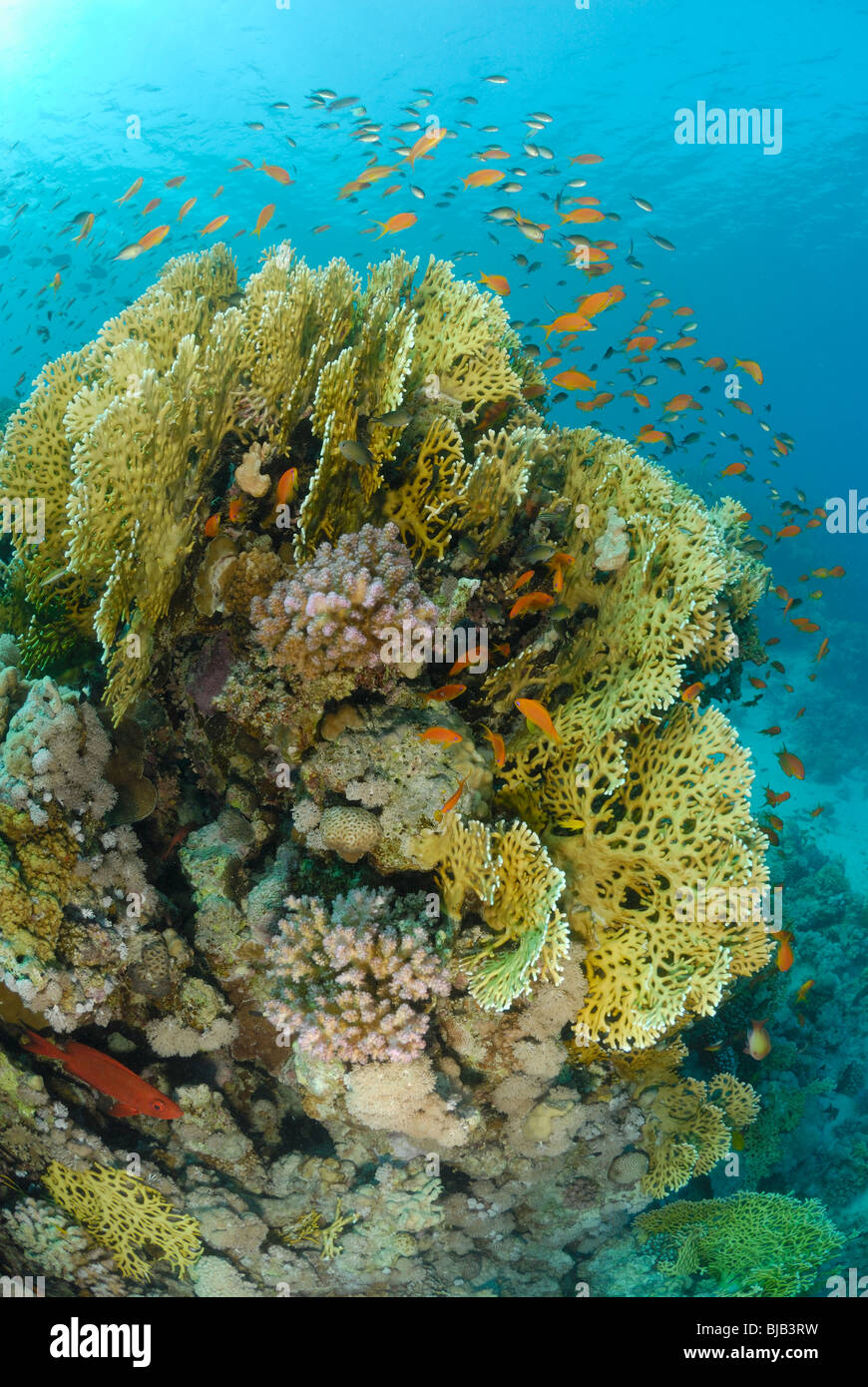 School of anthias over head of coral off Safaga, Egypt, Red Sea. Stock Photo