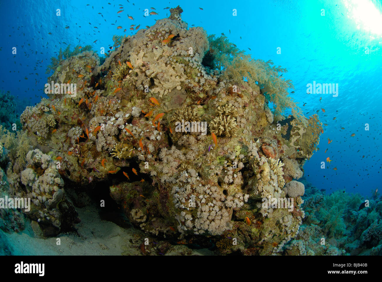 Head of coral reef in the Red Sea, off Hurghada, Egypt. Stock Photo
