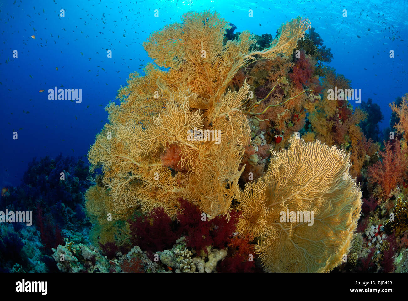 Gorgonian fans and sun  in the Red Sea, off Hurghada, Egypt. Stock Photo