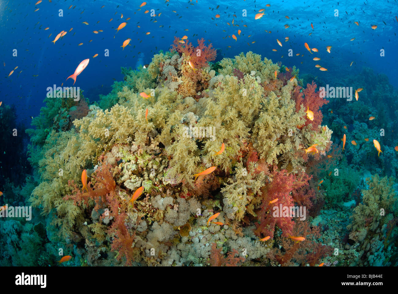 Head of coral reef in the Red Sea, off Hurghada, Egypt. Stock Photo